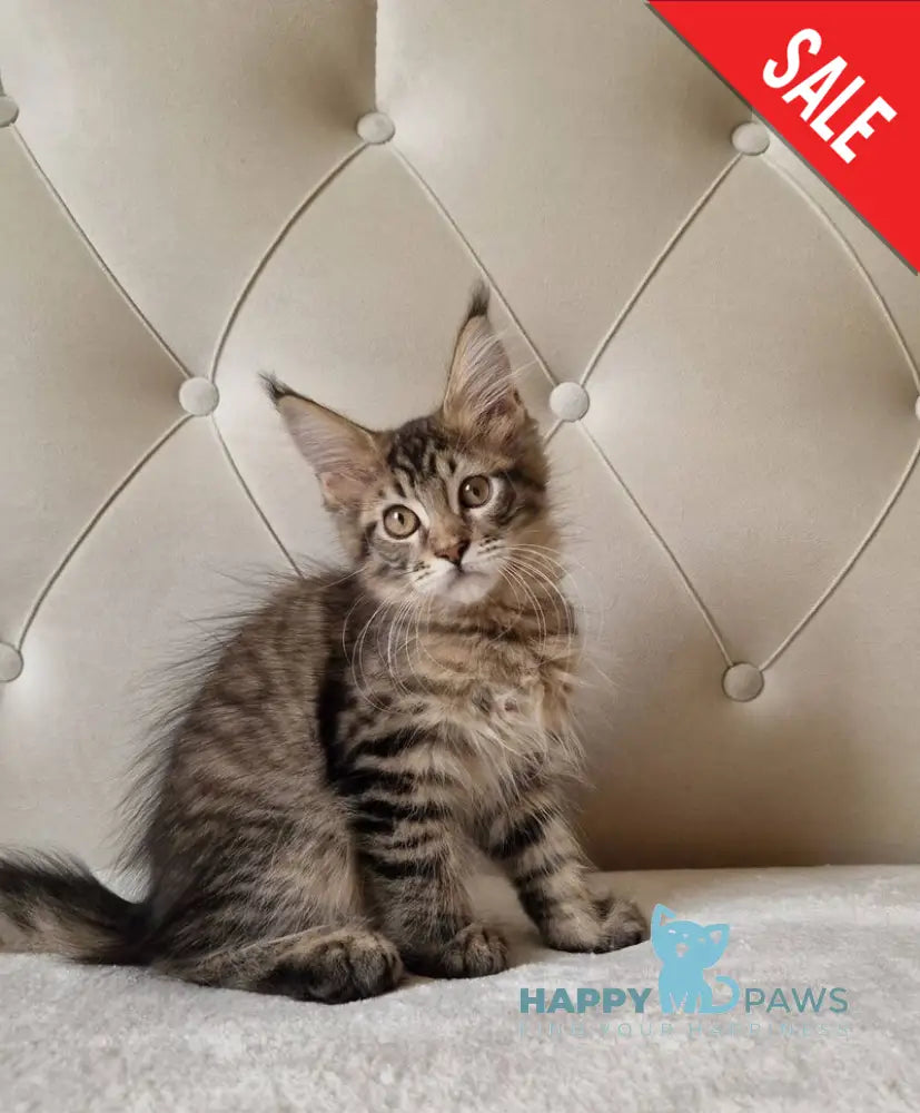 Vanya Maine Coon male black tabby live animals
