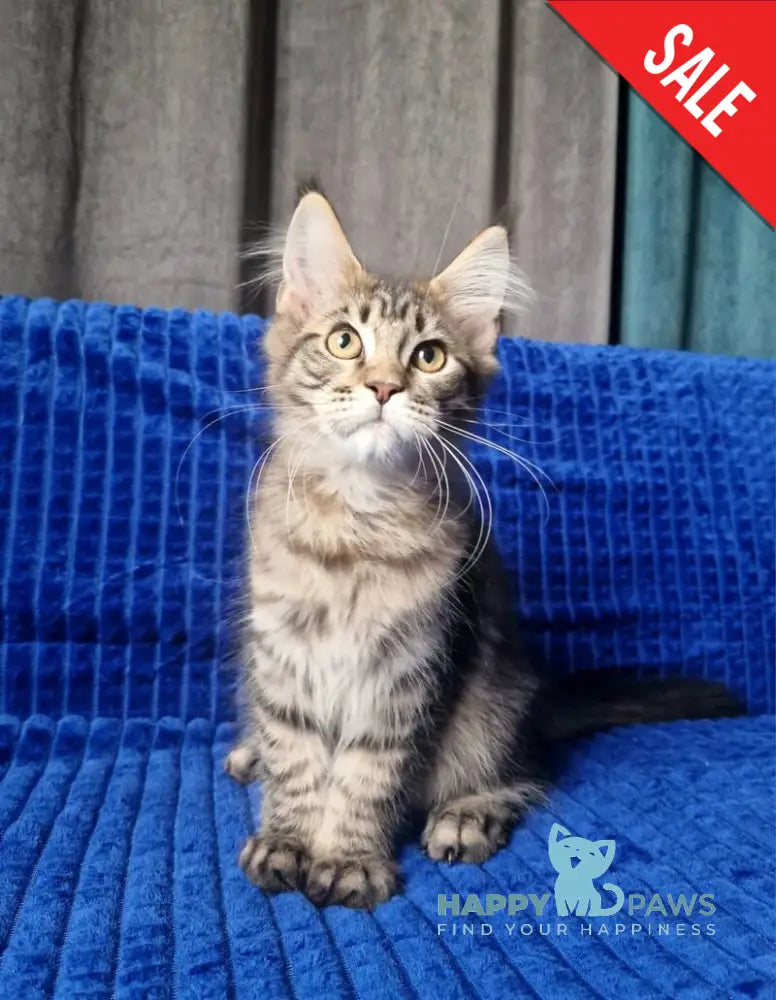 Vanya Maine Coon male black tabby live animals