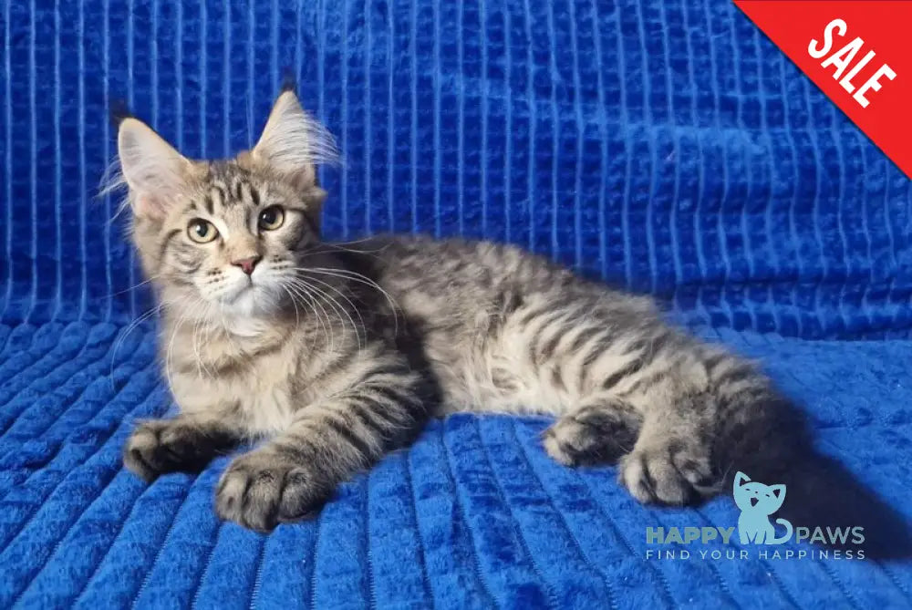 Vanya Maine Coon male black tabby live animals