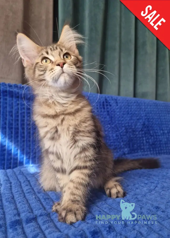 Vanya Maine Coon male black tabby live animals