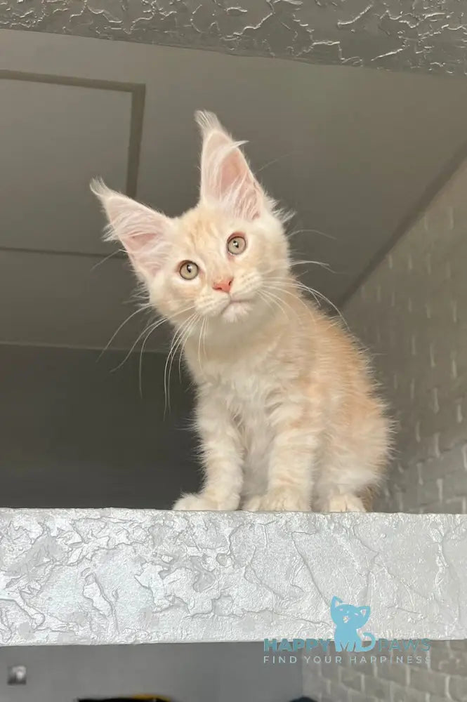 Vanya Maine Coon male red silver tabby live animals