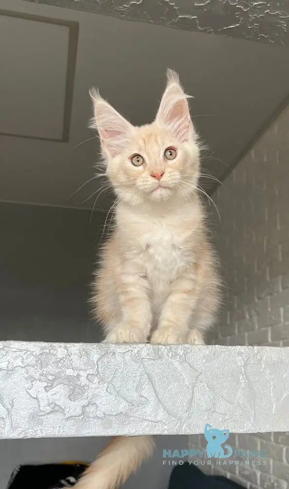 Vanya Maine Coon male red silver tabby live animals