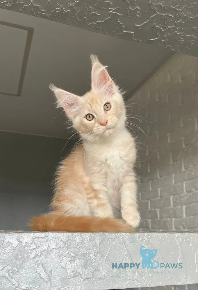 Vanya Maine Coon male red silver tabby live animals