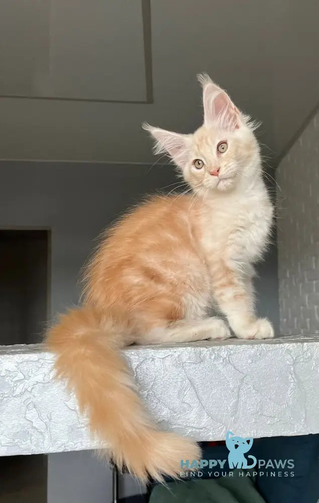 Vanya Maine Coon male red silver tabby live animals