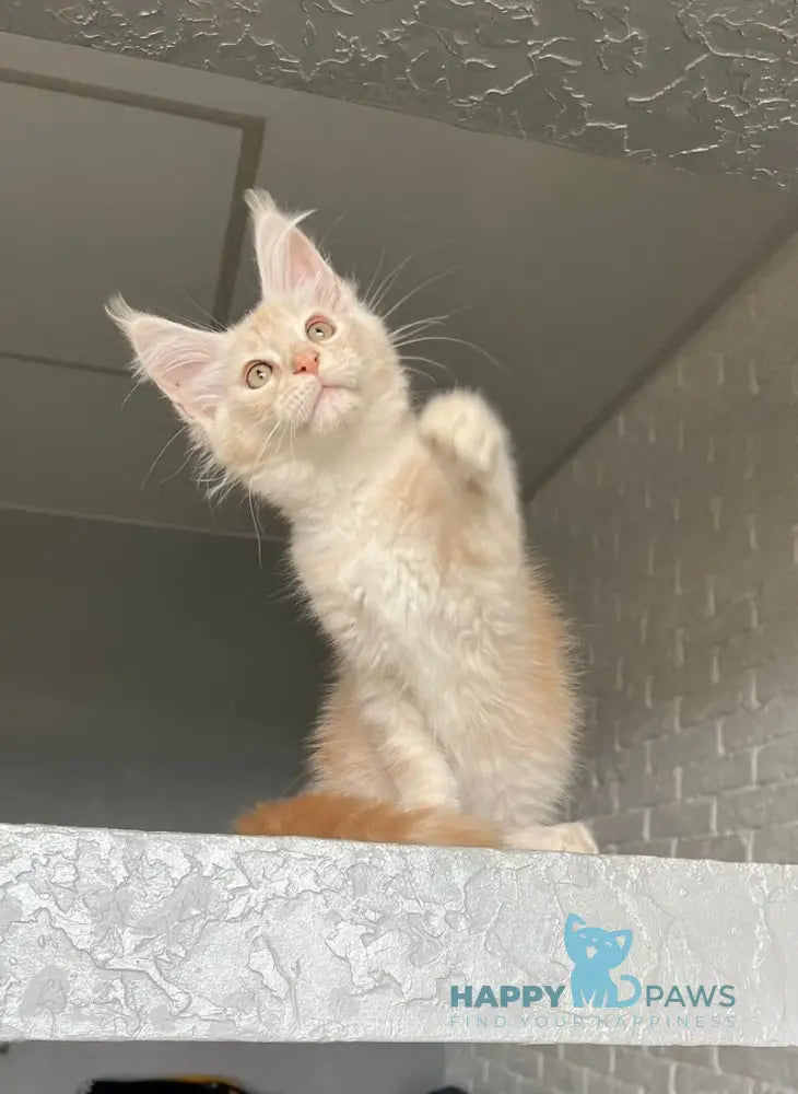 Vanya Maine Coon male red silver tabby live animals