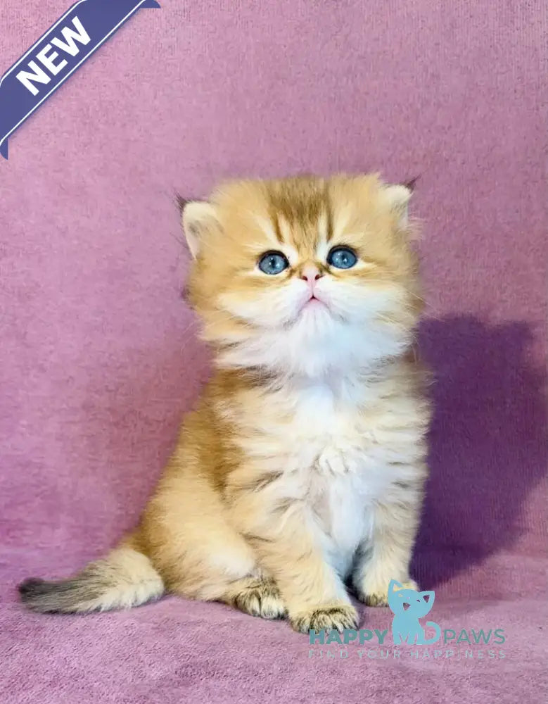 Vardy British Longhair male black golden shaded live animals