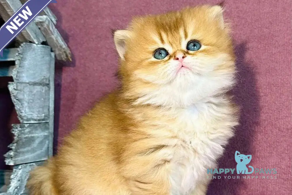 Vardy British Longhair male black golden shaded live animals