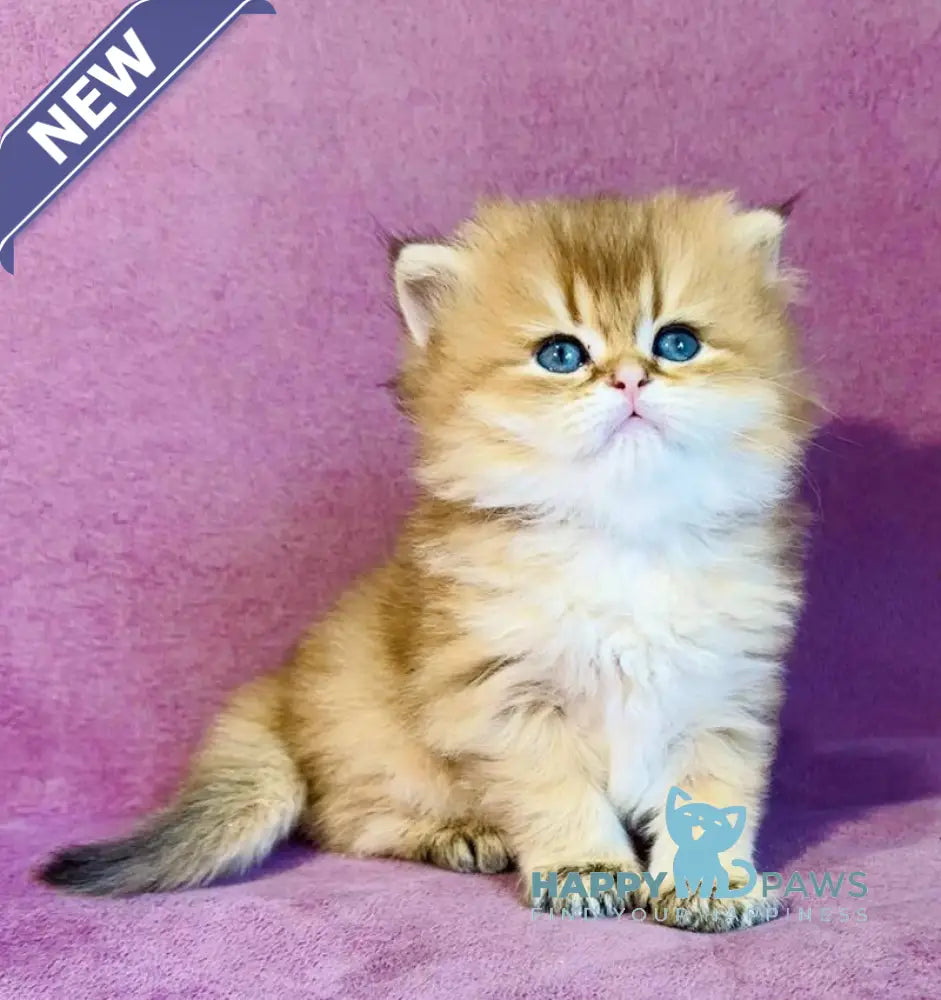 Vardy British Longhair male black golden shaded live animals
