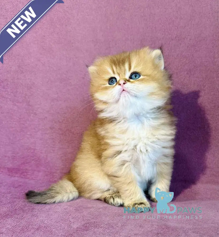 Vardy British Longhair male black golden shaded live animals