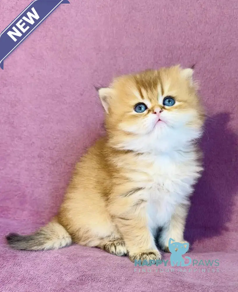 Vardy British Longhair male black golden shaded live animals
