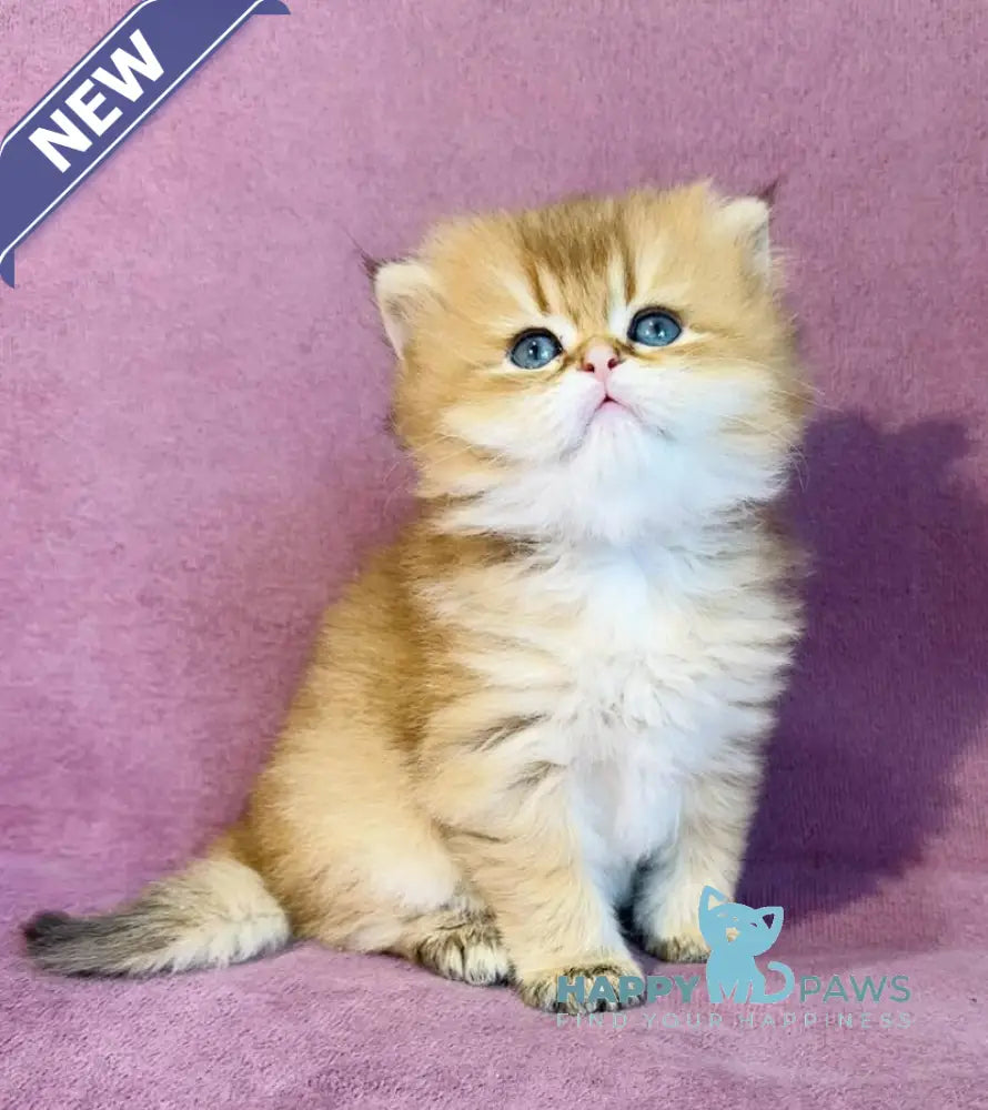 Vardy British Longhair male black golden shaded live animals