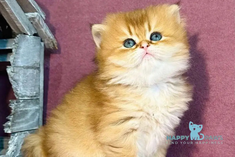 Vardy British Longhair male black golden shaded live animals