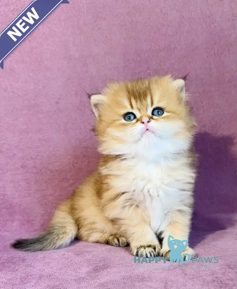 Vardy British Longhair male black golden shaded live animals
