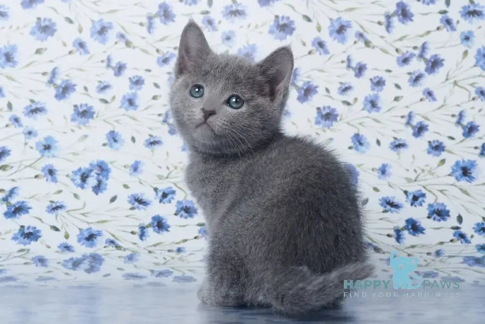 Variag Russian Blue male blue live animals