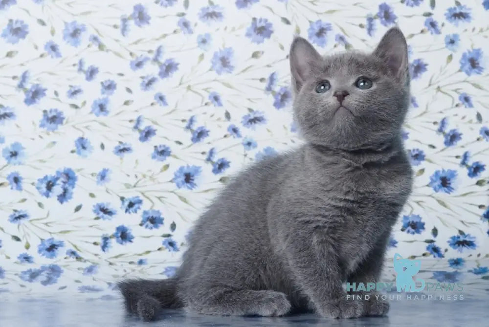 Variag Russian Blue male blue live animals