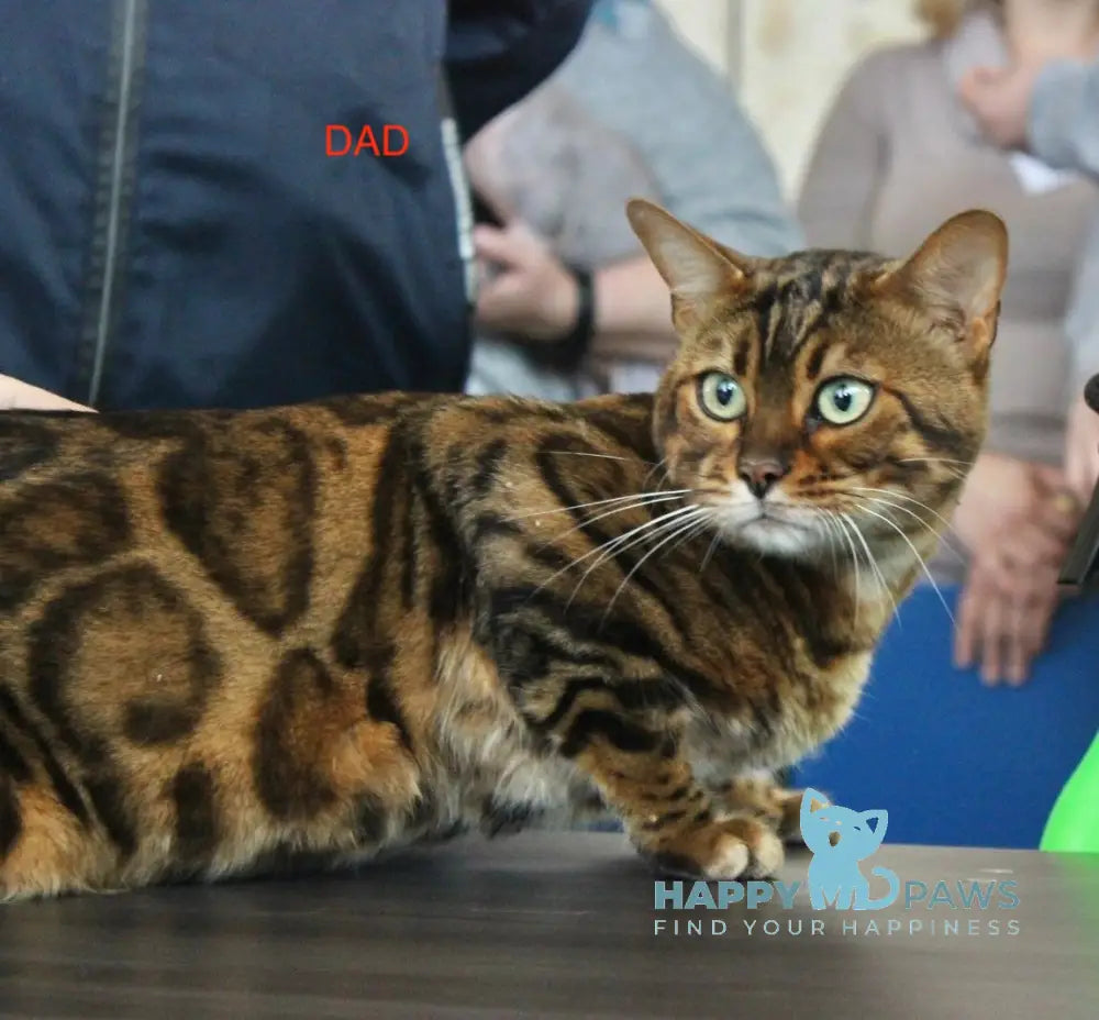 Varna Bengal Female Black Spotted Tabby Live Animals