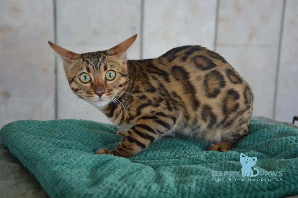 Varna Bengal female black spotted tabby live animals