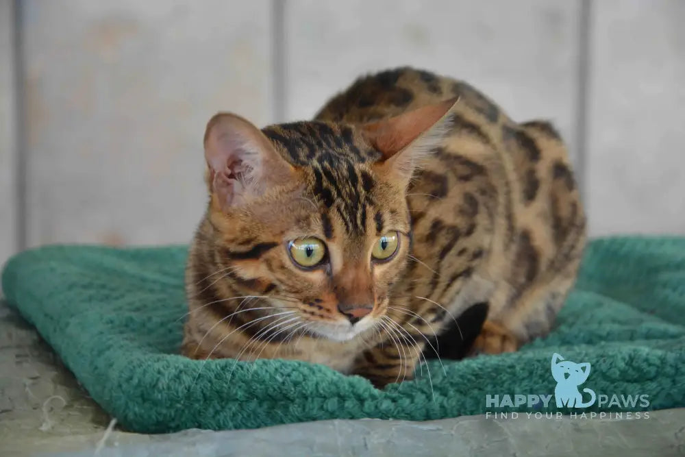 Varna Bengal female black spotted tabby live animals