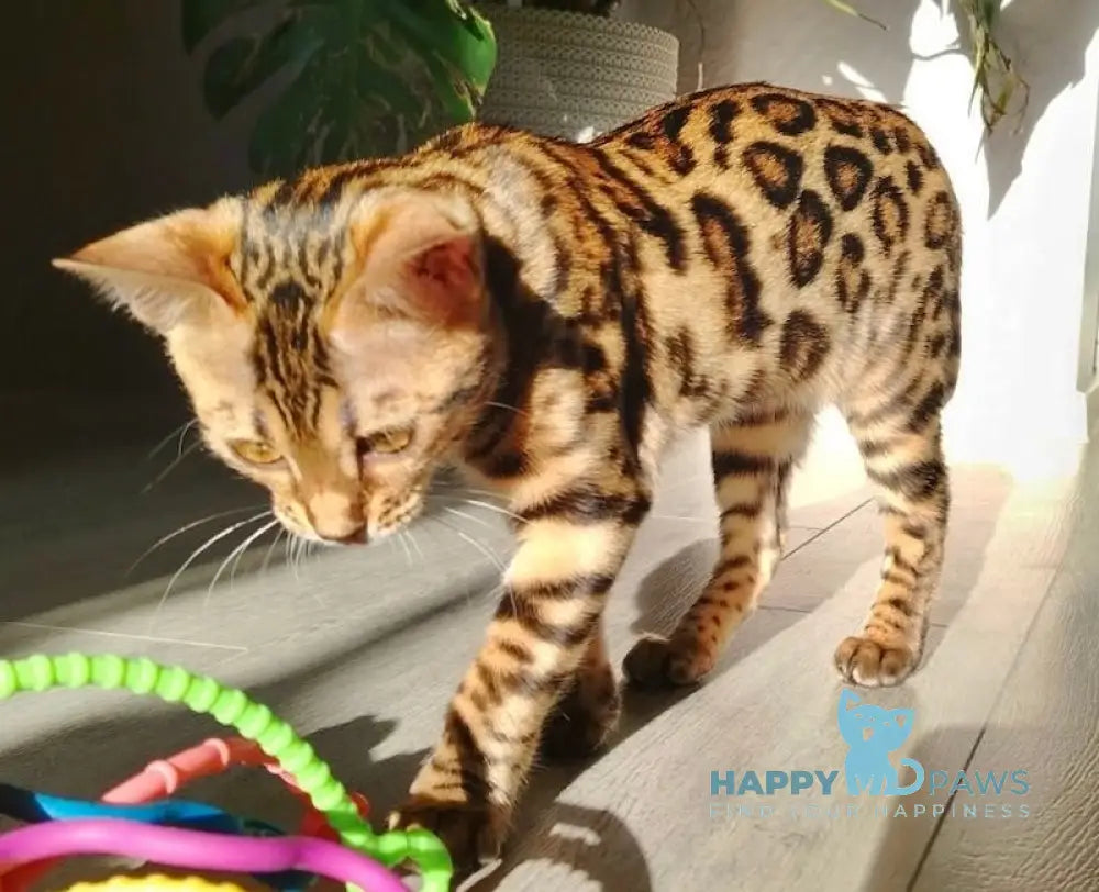 Varna Bengal Female Black Spotted Tabby Live Animals