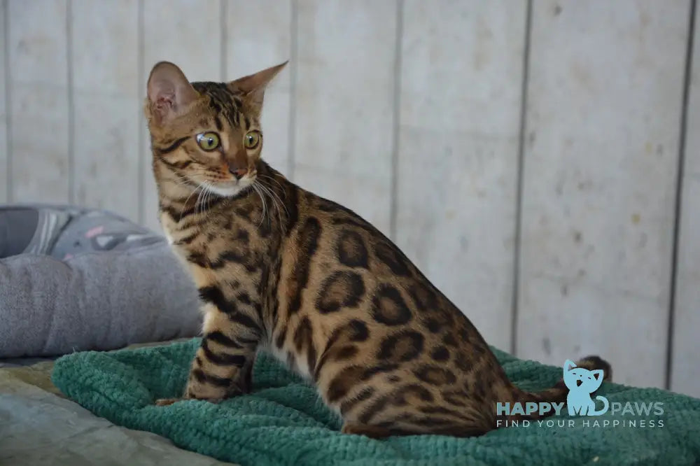 Varna Bengal female black spotted tabby live animals