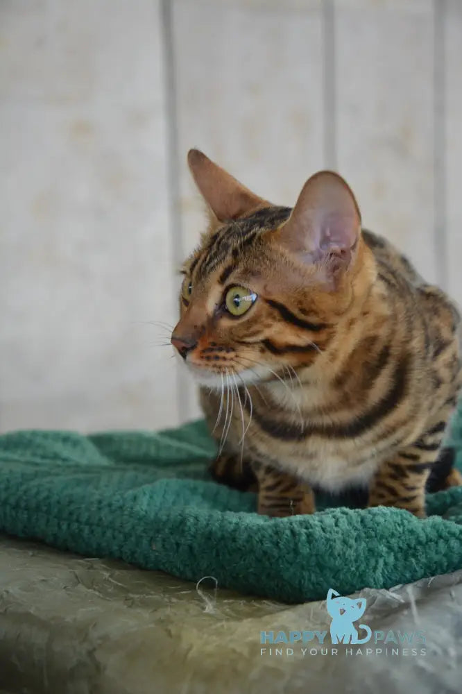 Varna Bengal female black spotted tabby live animals