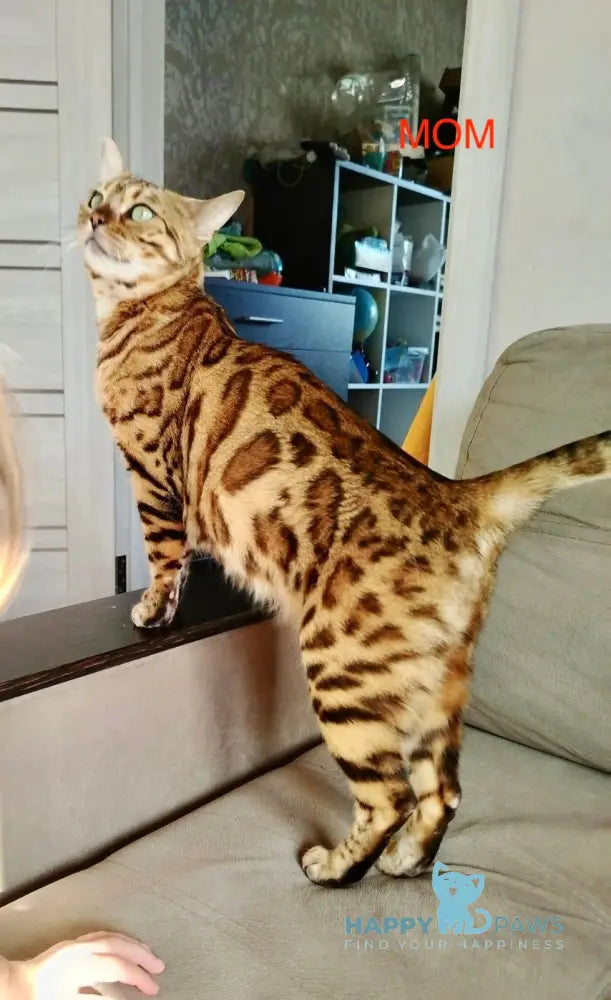 Varna Bengal Female Black Spotted Tabby Live Animals