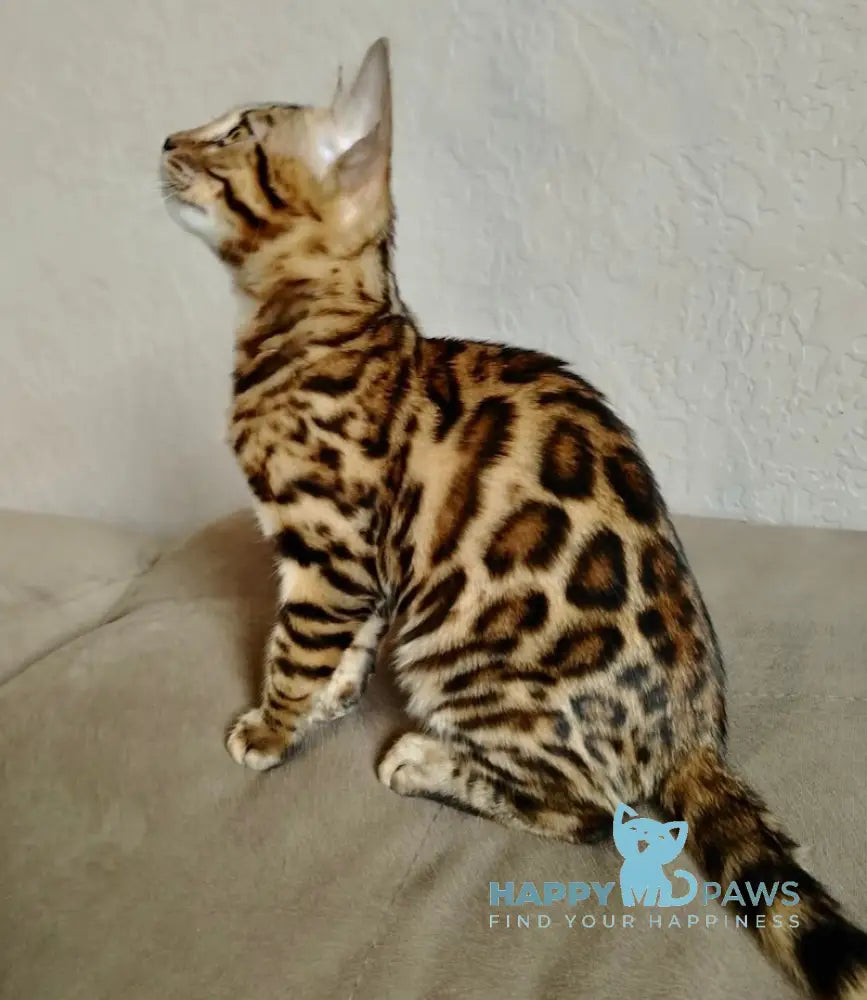 Varna Bengal Female Black Spotted Tabby Live Animals