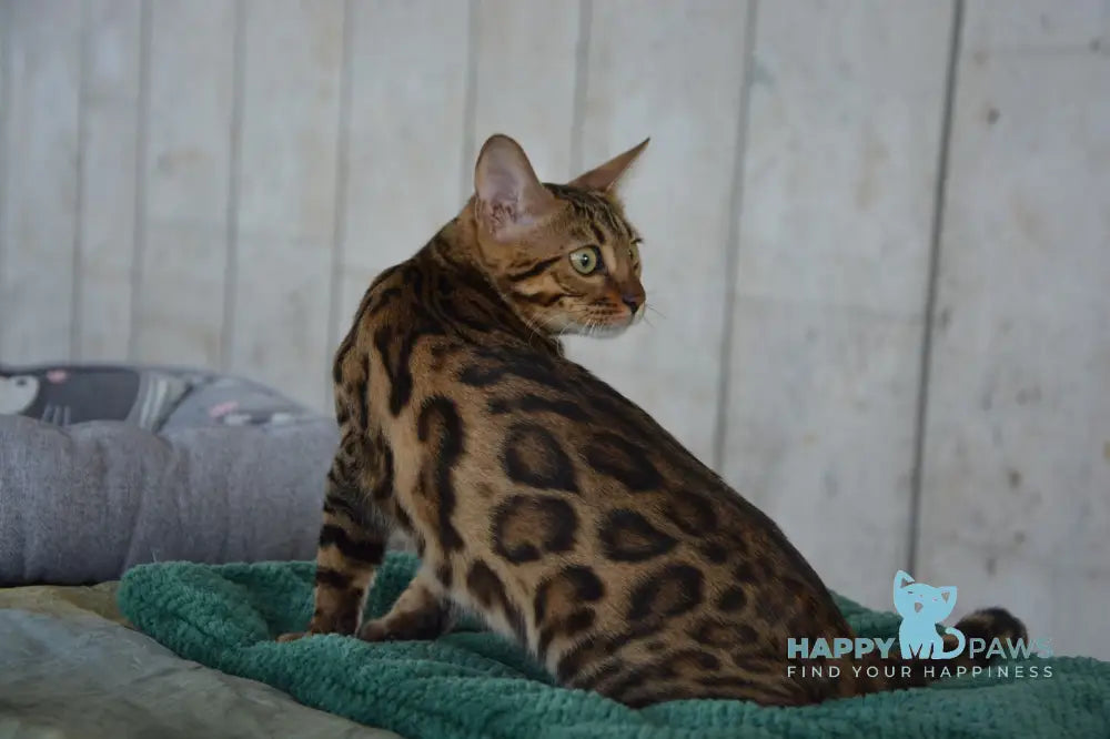 Varna Bengal female black spotted tabby live animals
