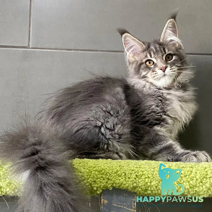 Varna Maine Coon female blue tabby - live animals