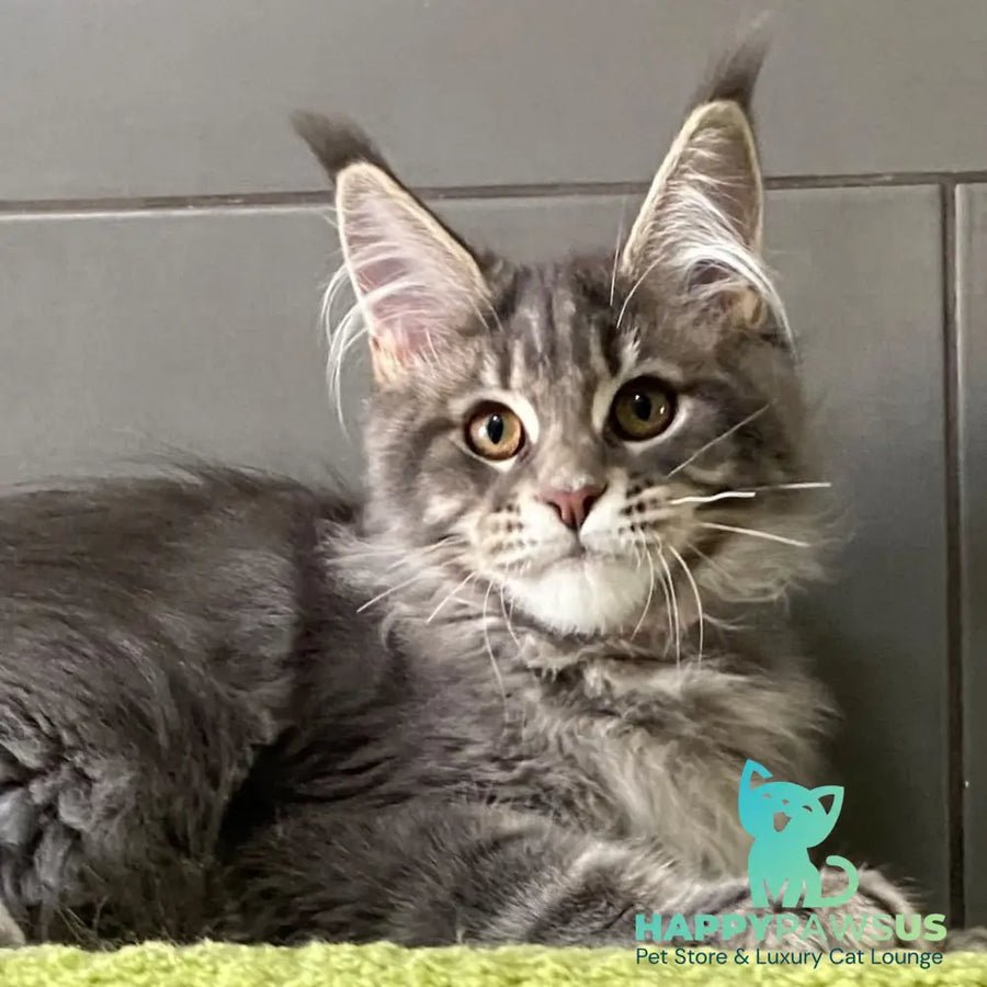 Varna Maine Coon female blue tabby - live animals
