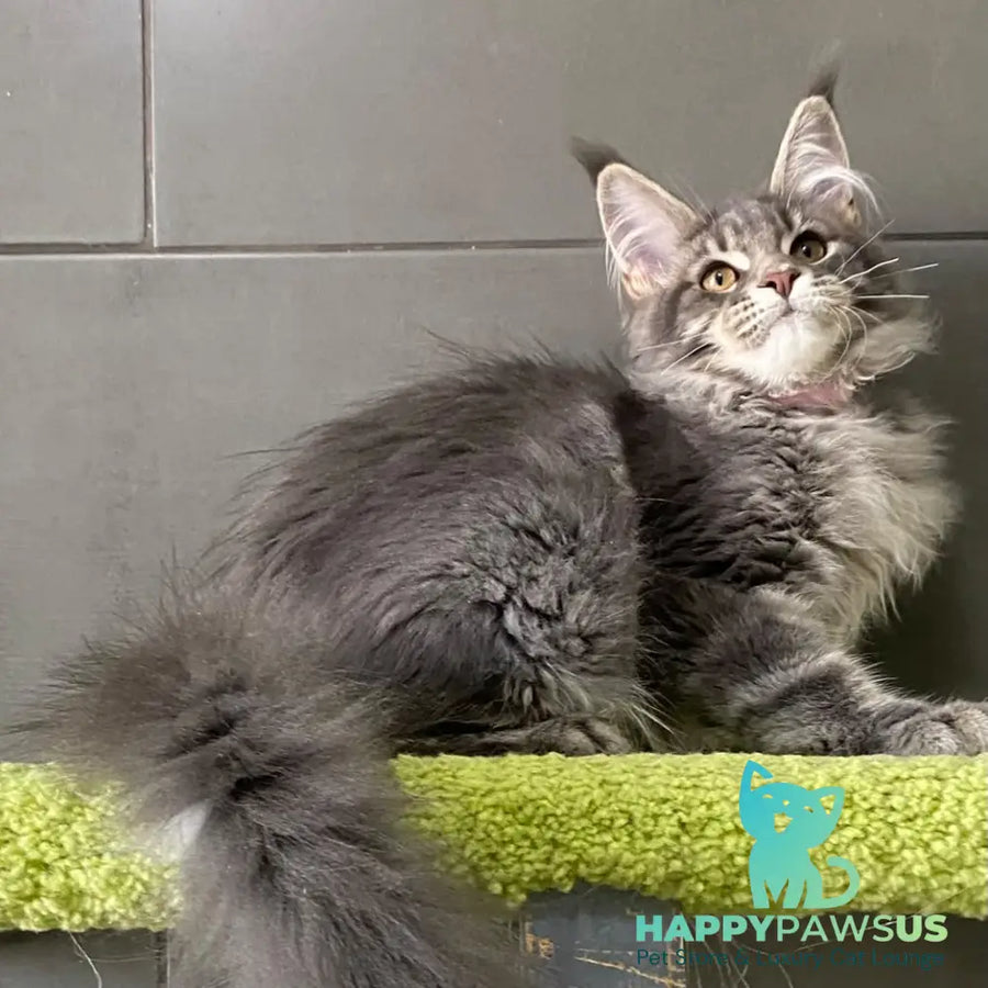 Varna Maine Coon female blue tabby - live animals