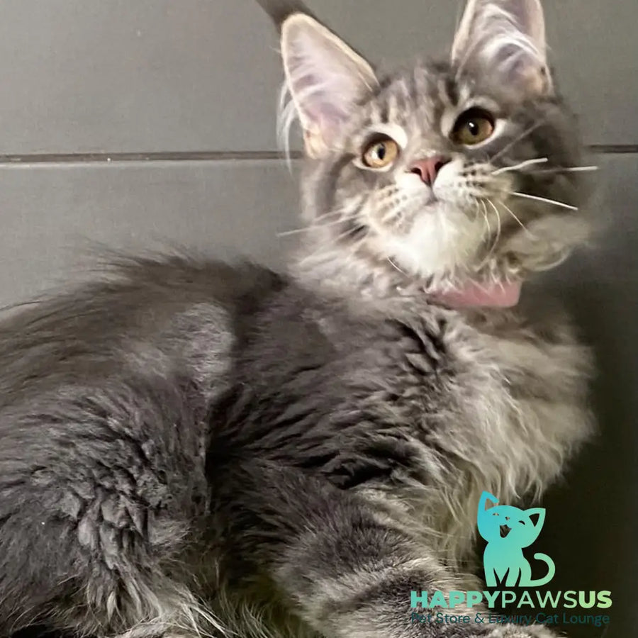 Varna Maine Coon female blue tabby - live animals