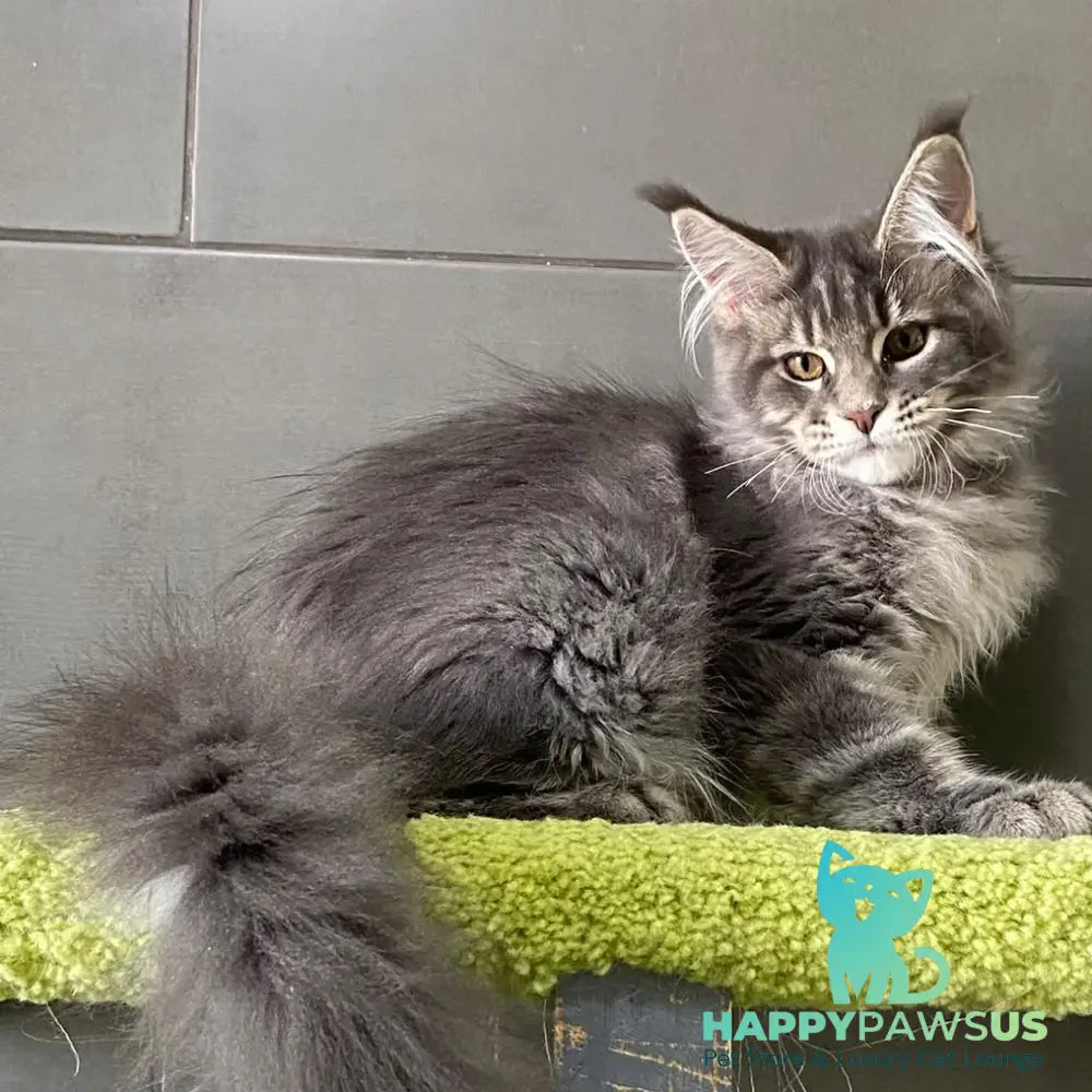 Varna Maine Coon female blue tabby - live animals