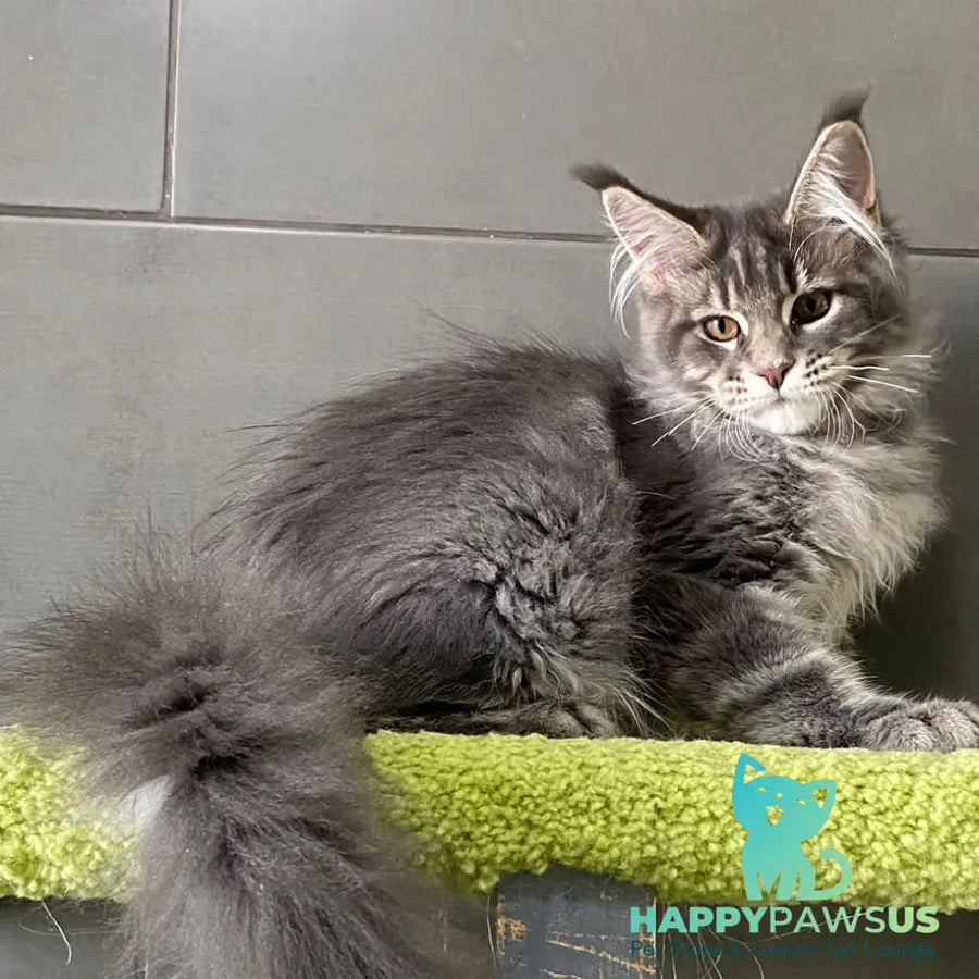 Varna Maine Coon female blue tabby - live animals