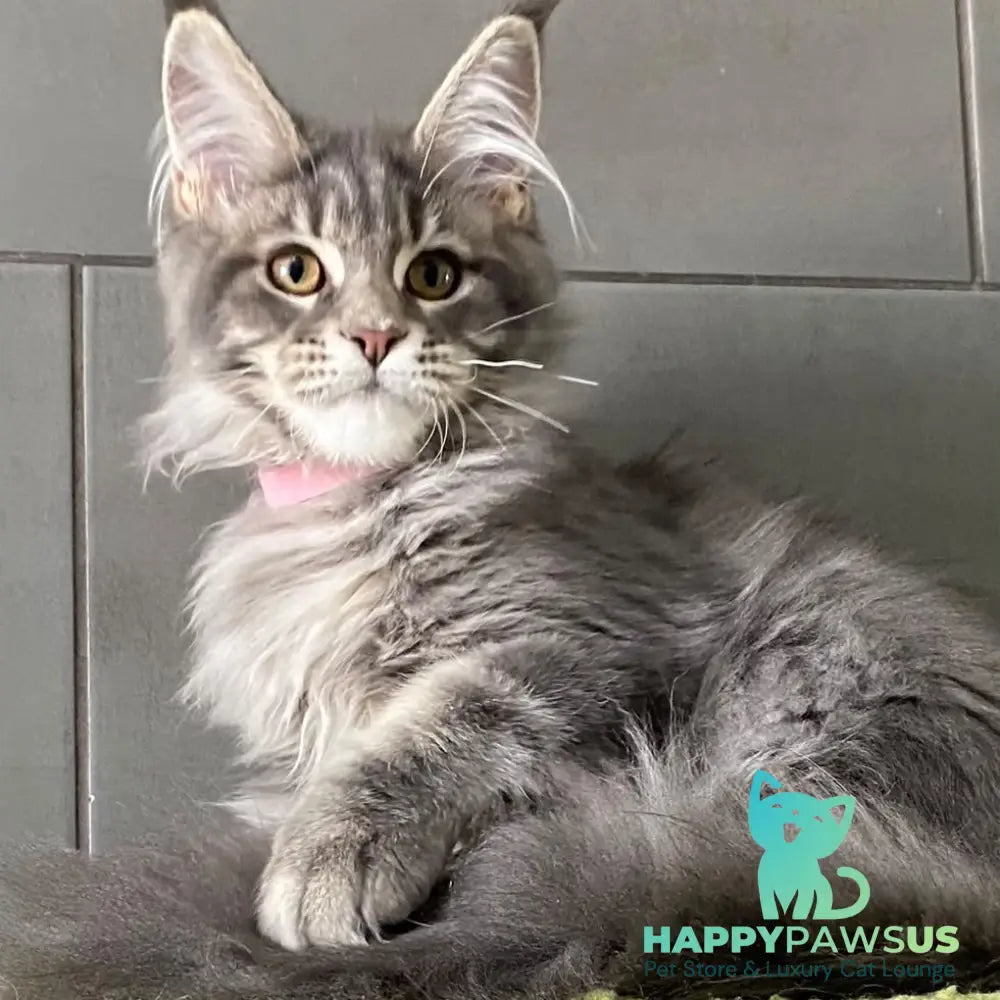 Varna Maine Coon female blue tabby - live animals