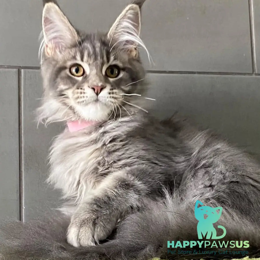 Varna Maine Coon female blue tabby - live animals