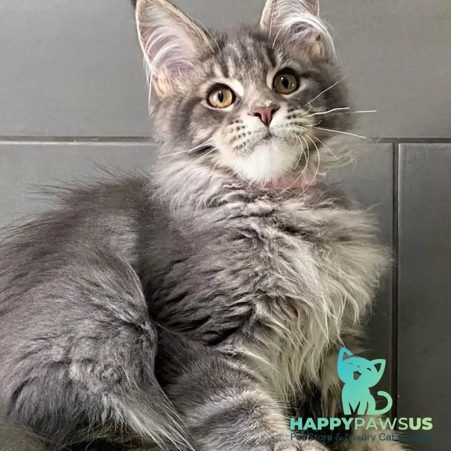 Varna Maine Coon female blue tabby - live animals