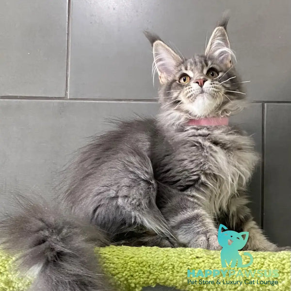 Varna Maine Coon female blue tabby - live animals