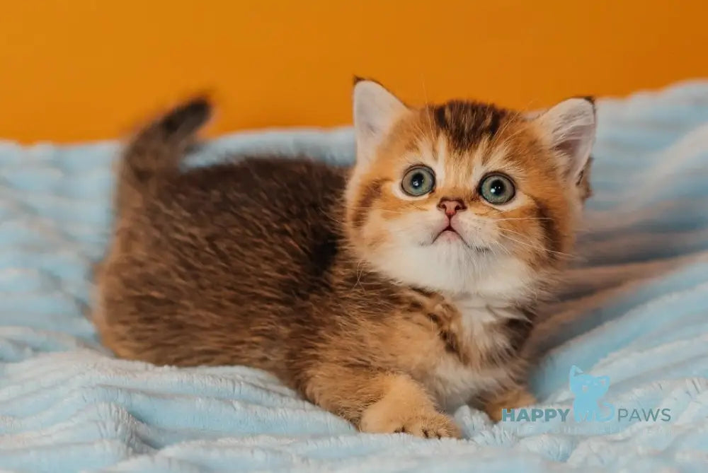 Varna Scottish Straight female black golden ticked tabby live animals