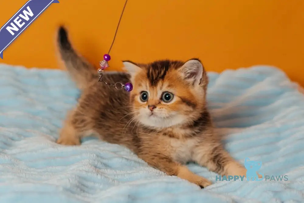 Varna Scottish Straight female black golden ticked tabby live animals