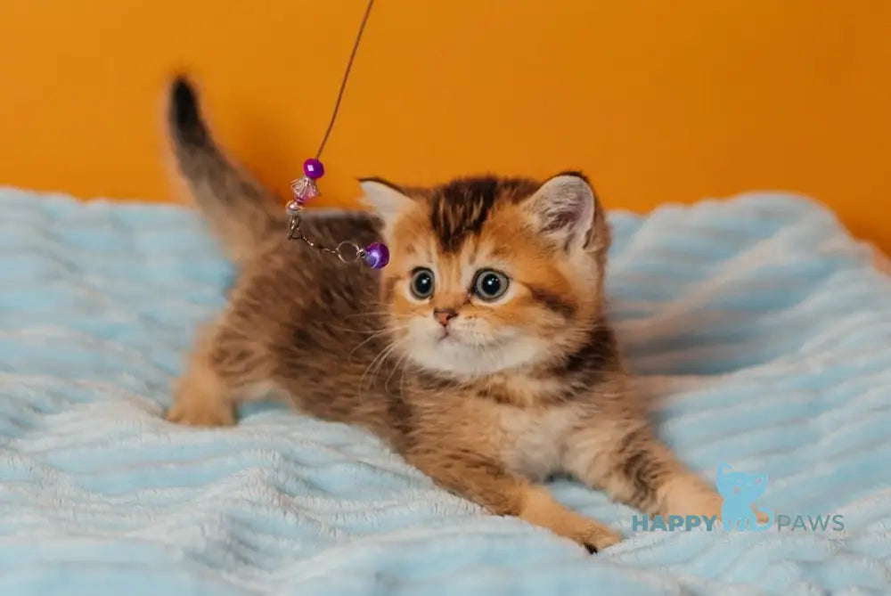 Varna Scottish Straight female black golden ticked tabby live animals