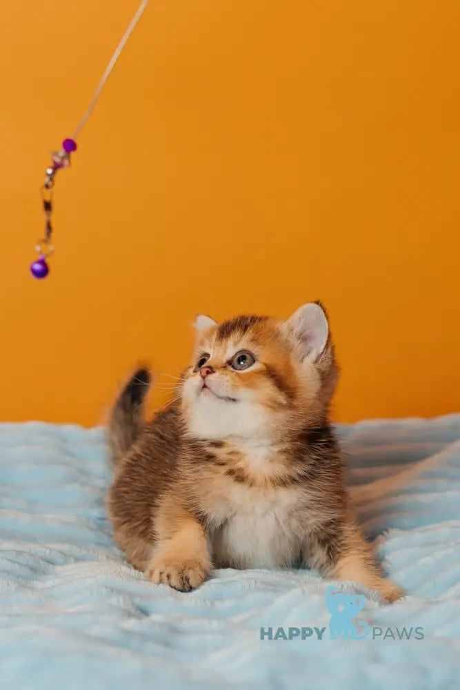 Varna Scottish Straight female black golden ticked tabby live animals