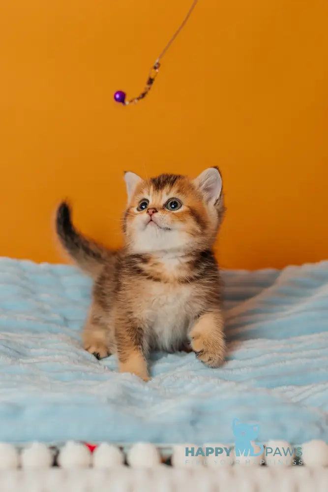 Varna Scottish Straight female black golden ticked tabby live animals