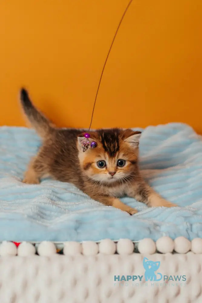 Varna Scottish Straight female black golden ticked tabby live animals