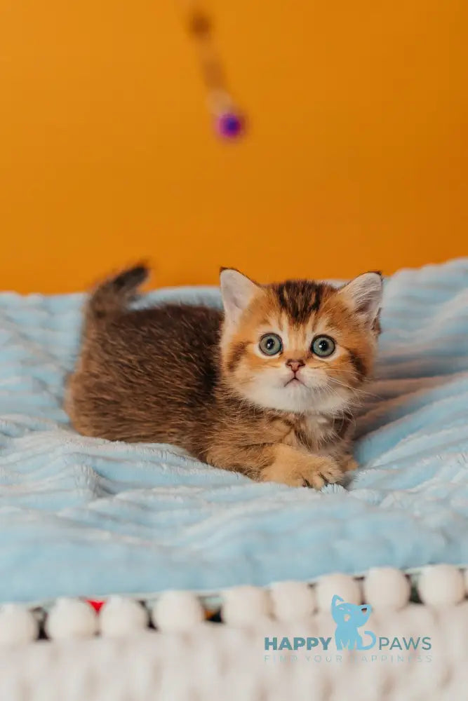 Varna Scottish Straight female black golden ticked tabby live animals