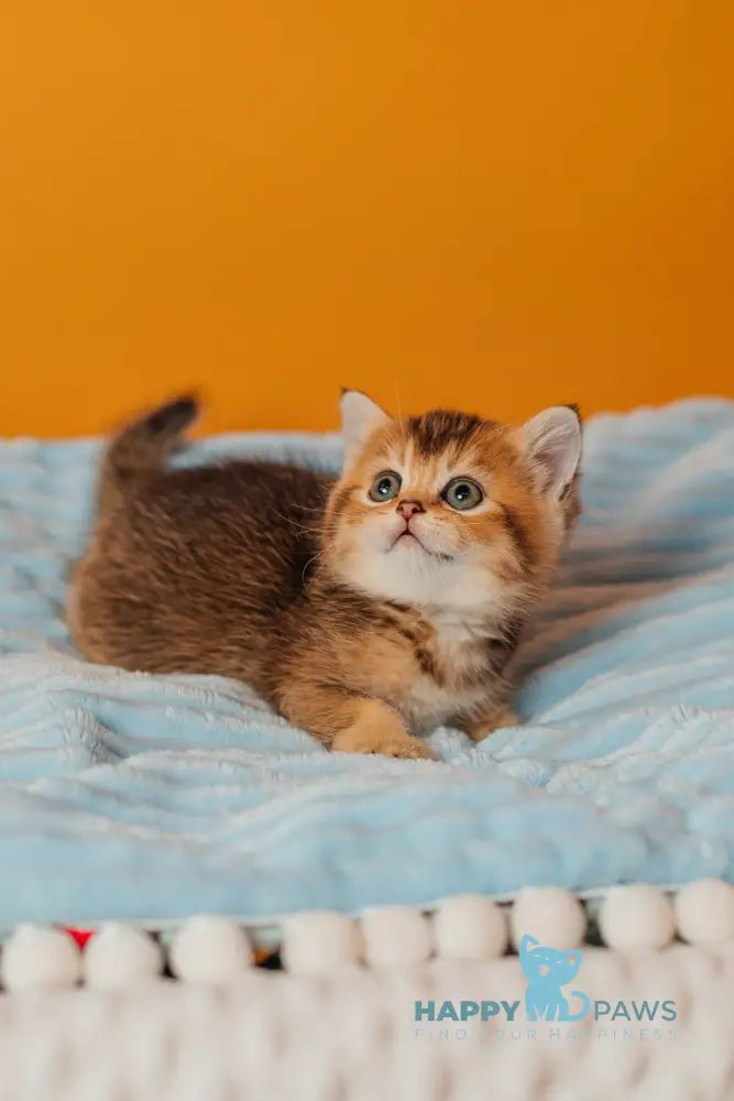 Varna Scottish Straight female black golden ticked tabby live animals