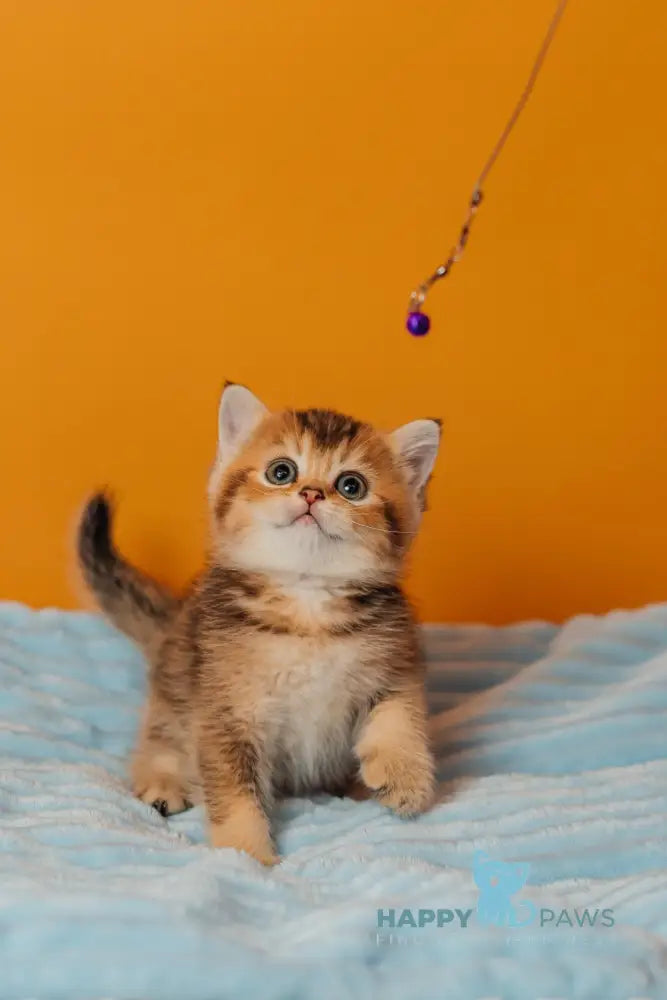 Varna Scottish Straight female black golden ticked tabby live animals