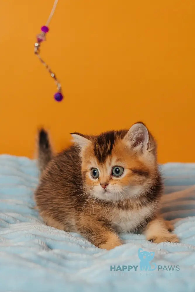 Varna Scottish Straight female black golden ticked tabby live animals