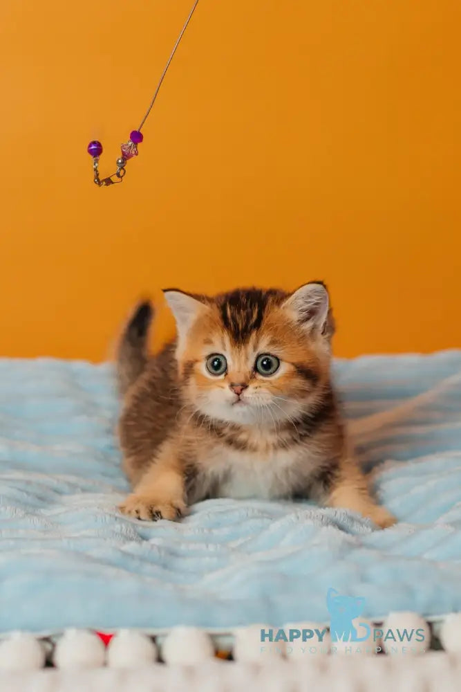 Varna Scottish Straight female black golden ticked tabby live animals