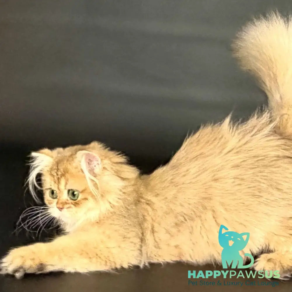 Varo British Longhair female black golden shaded - live animals